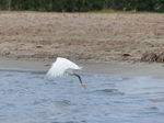 FZ027820 Little Egret flying off.jpg